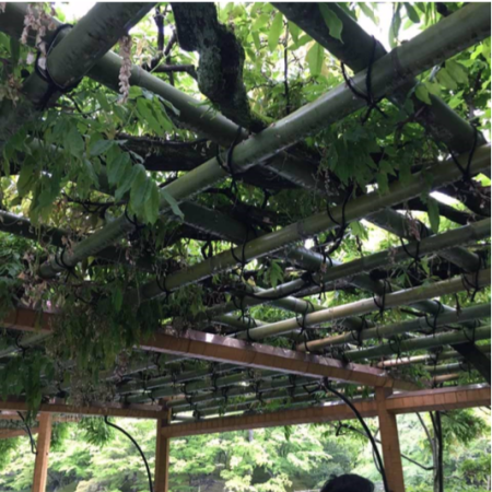 Japanese Wisteria Arbor