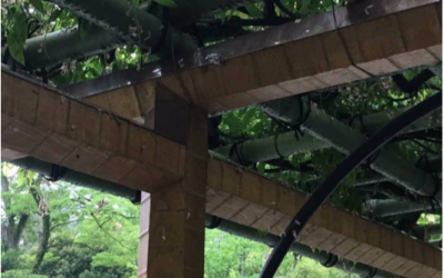 Japanese Wisteria Arbor Closeup