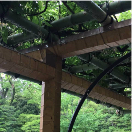 Japanese Wisteria Arbor Closeup
